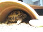 Horsfield : Male approx 20-25 years old (Leonardo)